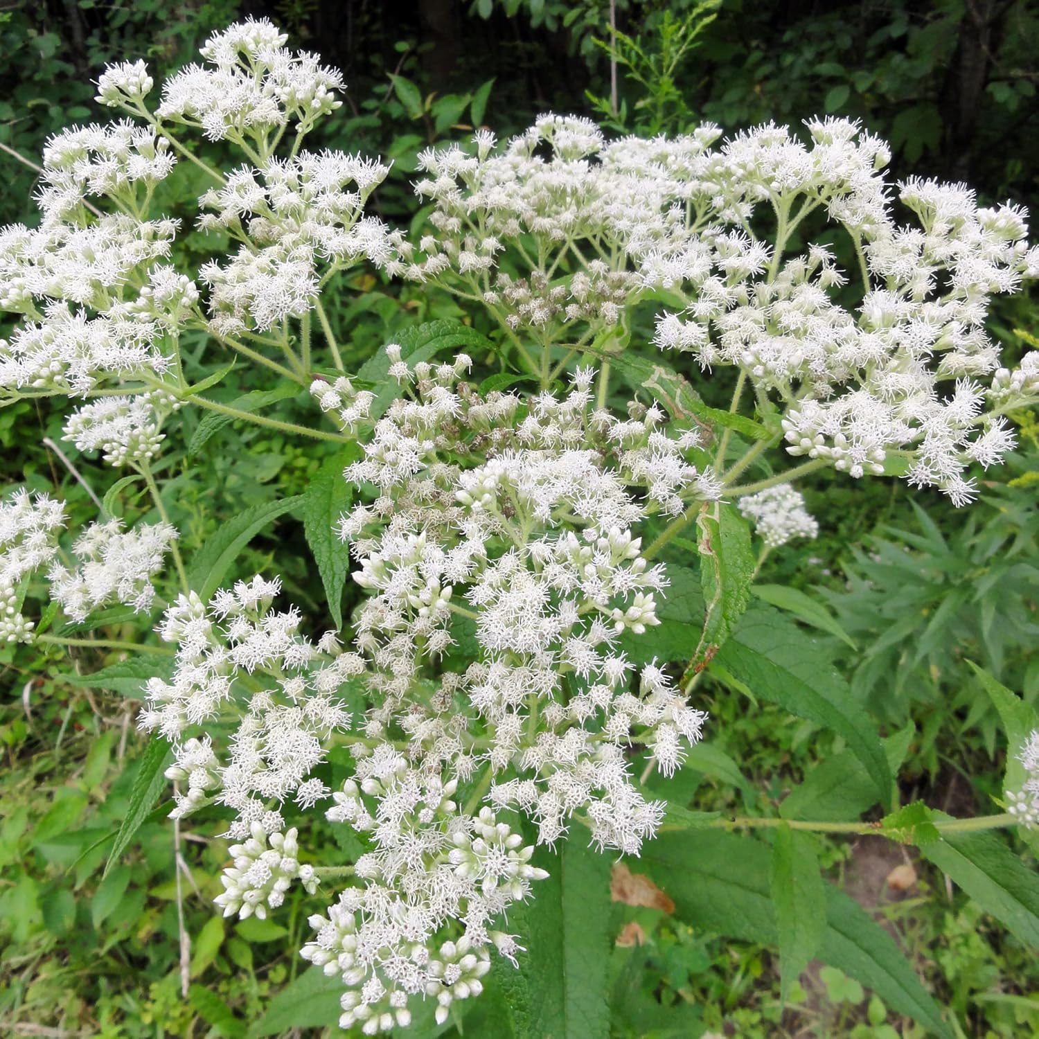 Non-gmo boneset samen