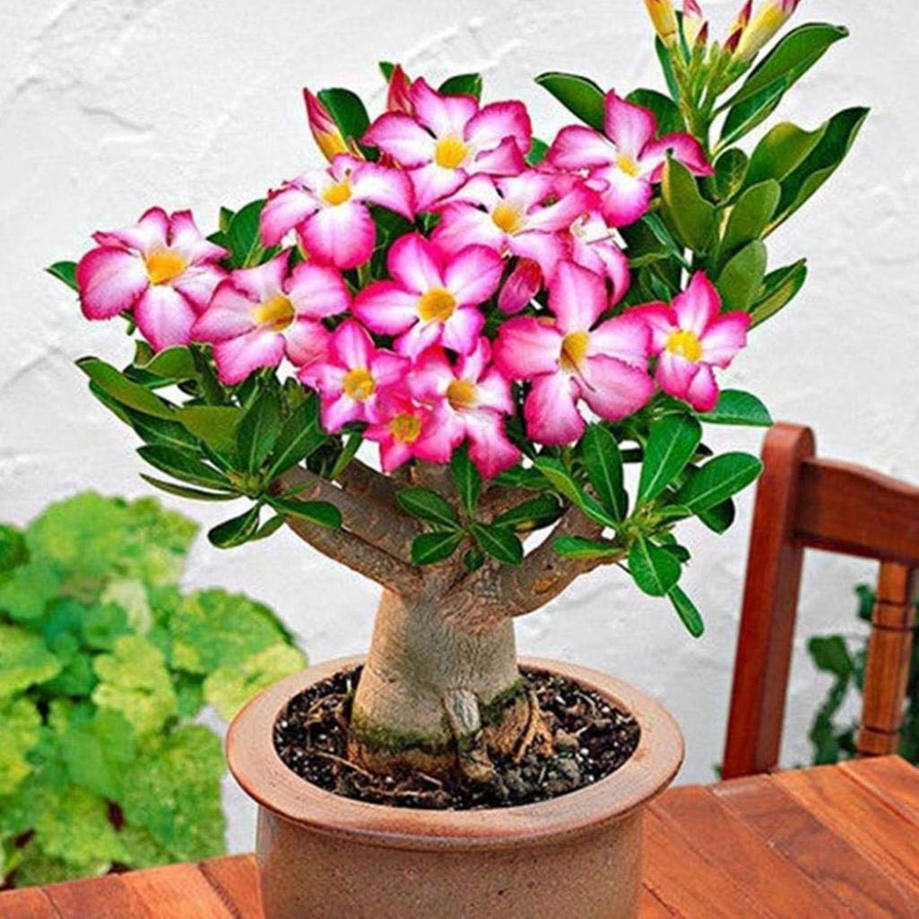 Non-gmo bonsai blooming pflanze samen