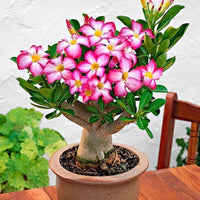 Non-gmo bonsai blooming pflanze samen