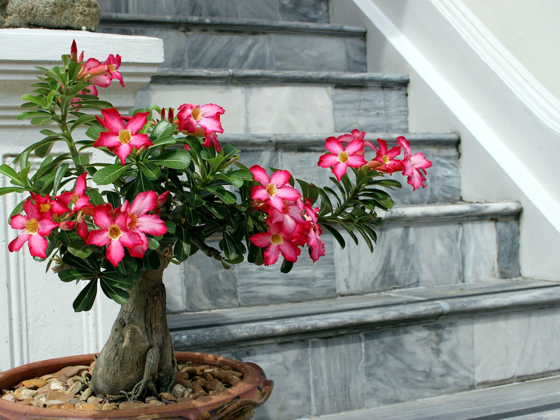 Non-gmo rose bonsai samen