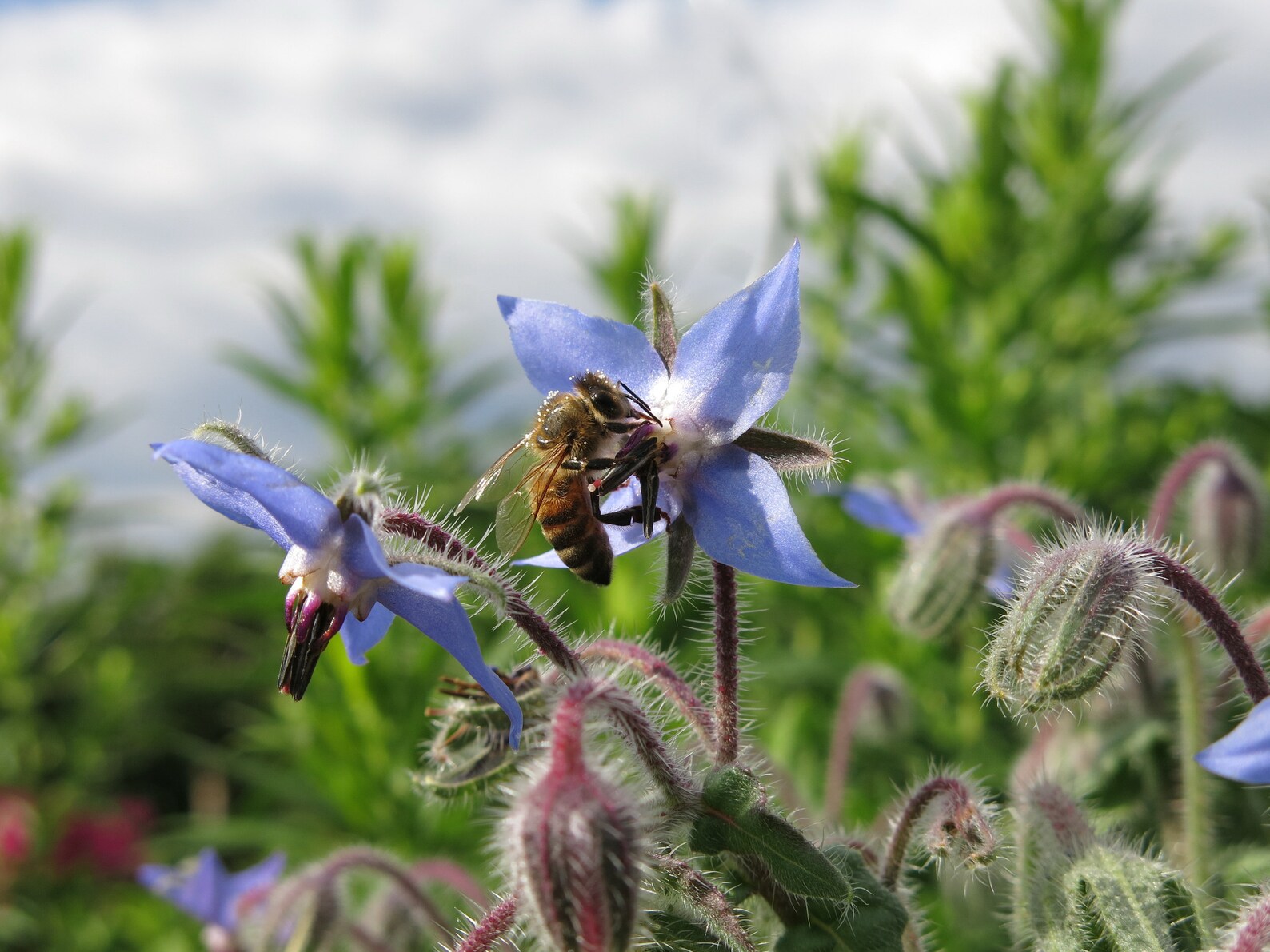 gentechnikfrei Borage Blume Samen for pollinator gardens