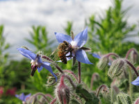 gentechnikfrei Borage Blume Samen for pollinator gardens