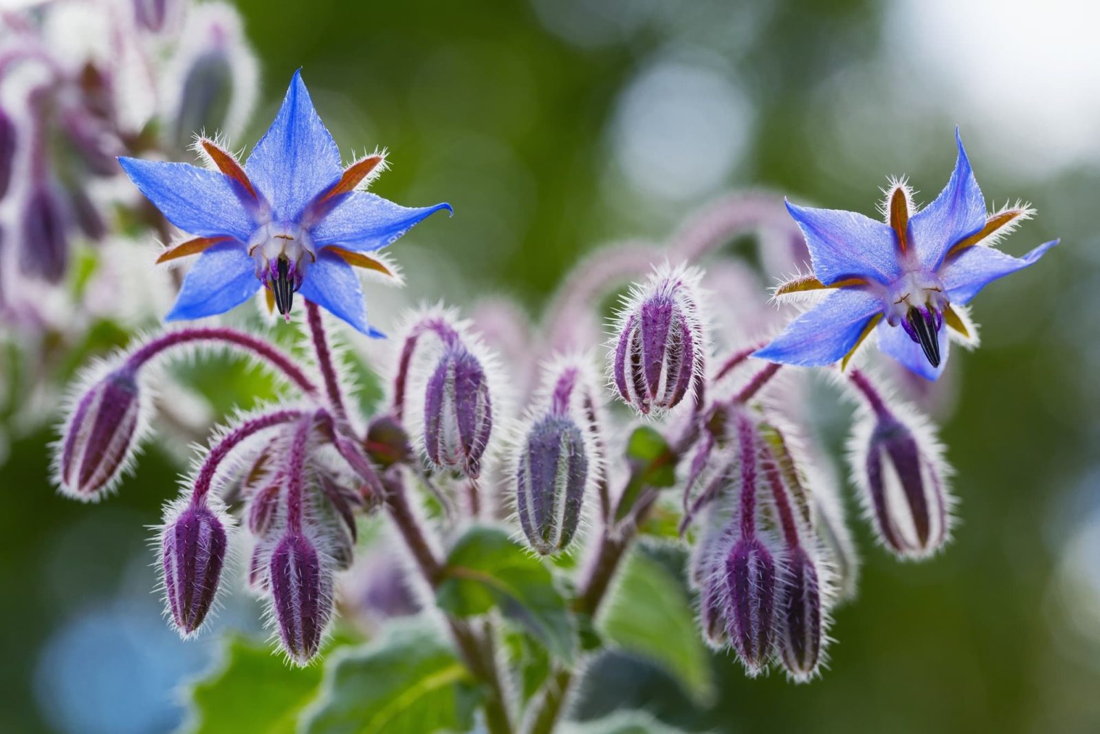 Non gmo borage samen for easy anpflanzung
