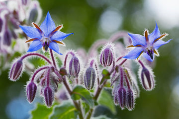 Non gmo borage samen for easy anpflanzung
