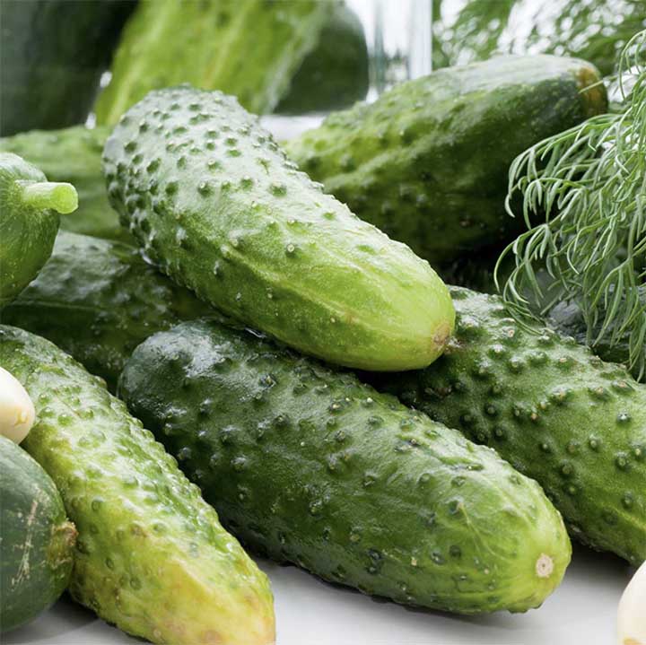Non-gmo boston decapaggio cucumber samen