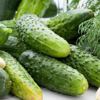 Non-gmo boston decapaggio cucumber samen