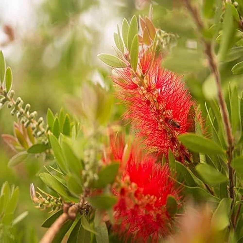 Non-gmo bottle brush melaleuca blume samen