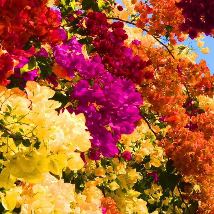 Premium non-gmo bougainvillea samen