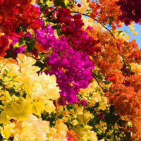 Premium non-gmo bougainvillea samen