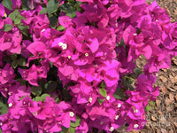 Premium non-gmo bougainvillea samen
