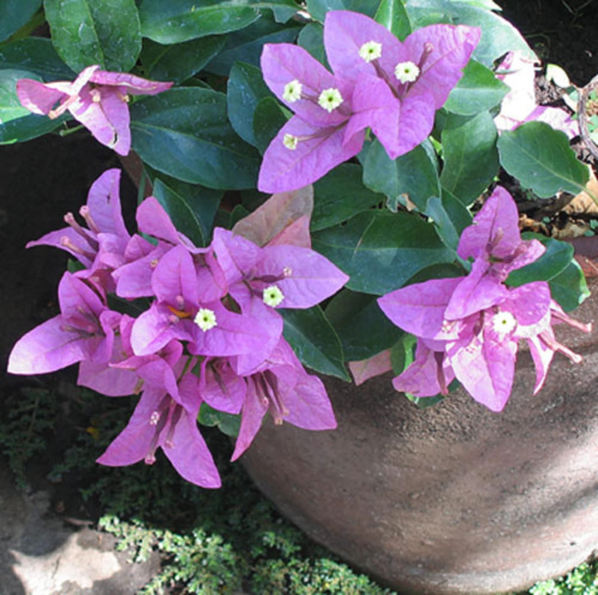 Non-gmo bougainvillea samen for trellises and containers