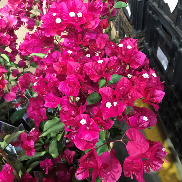 Non-gmo rosa bougainvillea samen for home gardening