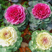 Non-gmo helle pink brassica oleracea samen