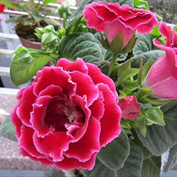 Non-gmo brazilian gloxinia rosa samen for home gardening