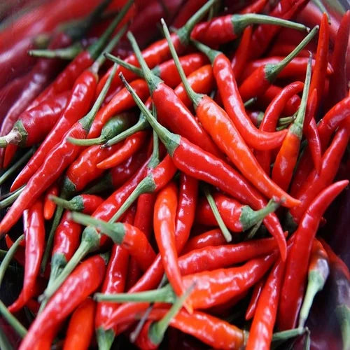Non gmo brazilian maroon chili pepper samen