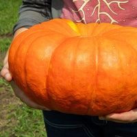 Non-gmo french pumpkin samen