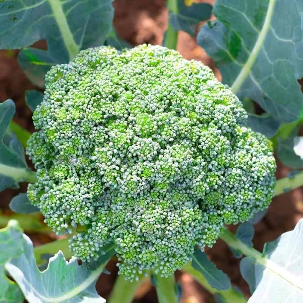 Non-gmo broccoli samen für gemüse gardens