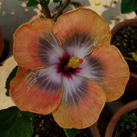Non-gmo braun hibiscus samen