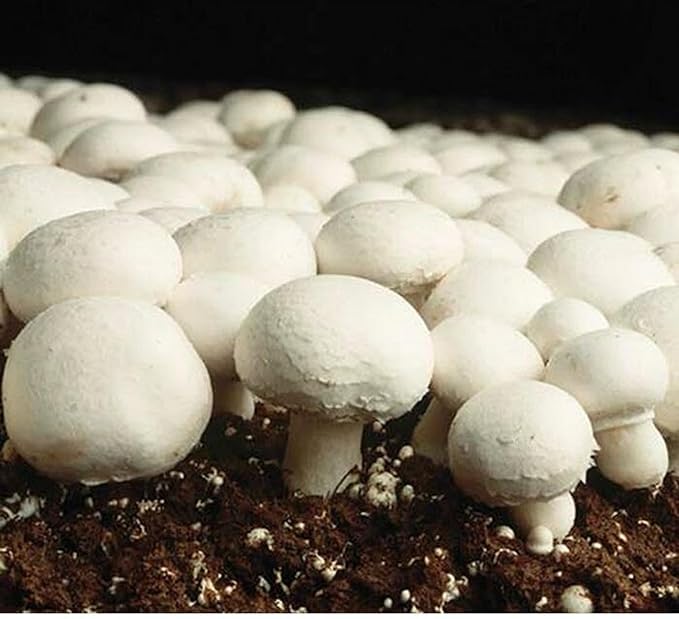 Non gmo brown pilz samen für aussaat