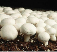 Non gmo brown pilz samen für aussaat
