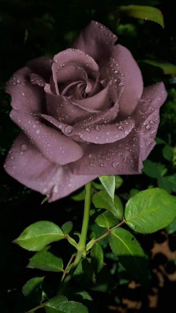 Non gmo braun rose samen