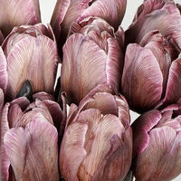 Non-gmo braun tulip samen for gardening