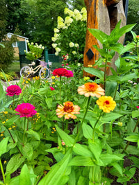 Non-gmo braun and gelb zinnia blume samen