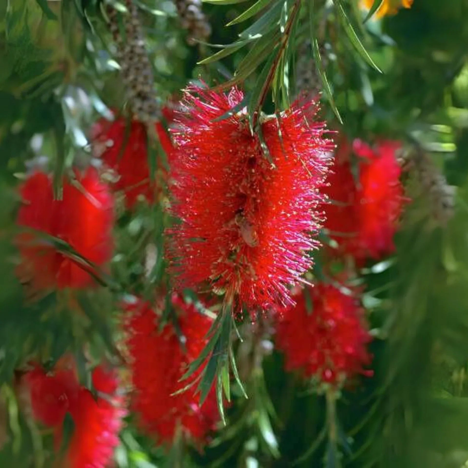 Non-gmo brush blume samen