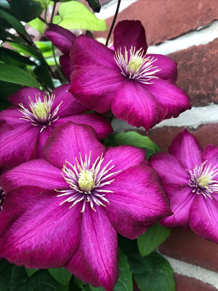 Non-gmo burgundy clematis samen for gardening