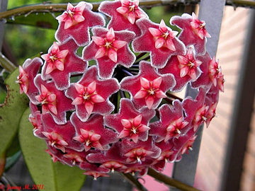 Non-gmo burgundy hoya flowering samen