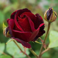 Non-gmo burgundy rose samen for gardening