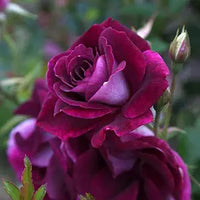 Burgundy rose anpflanzung samen blume