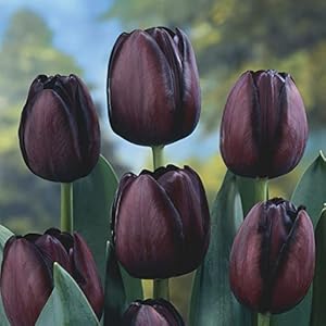 Non-gmo burgundy tulip blume samen