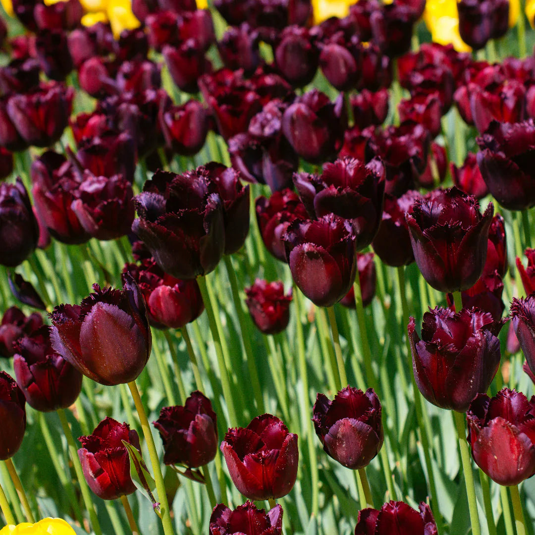 Non-gmo burgundy tulip samen for gardening