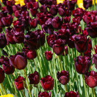 Non-gmo burgundy tulip samen for gardening