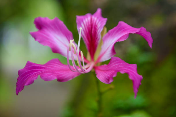 Non-gmo butterfly orchid samen for home gardening