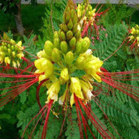 Non-gmo caesalpinia gilliesii blume samen
