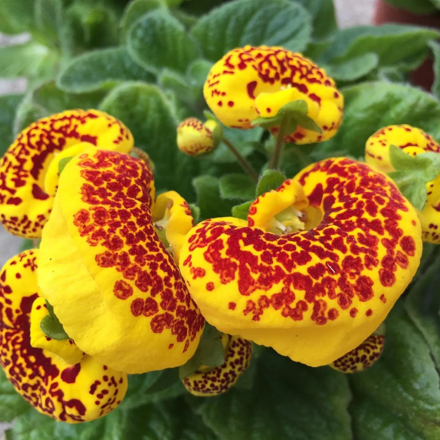 Non-gmo calceolaria crenatiflora samen anpflanzung guide