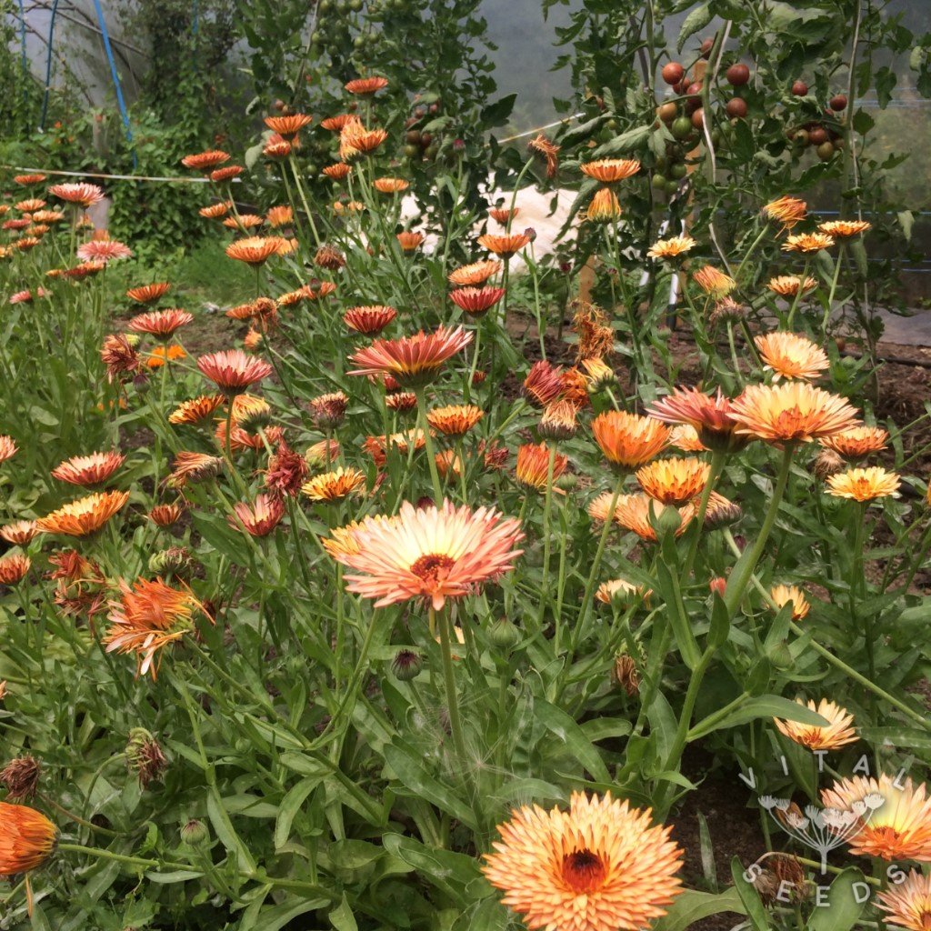 gentechnikfrei Triangle Flashback Calendula Samen for pollinator gardens