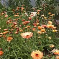 gentechnikfrei Triangle Flashback Calendula Samen for pollinator gardens