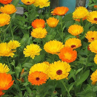 gentechnikfrei Calendula Blume Samen for gardens and containers