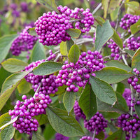Non gmo callicarpa violet samen