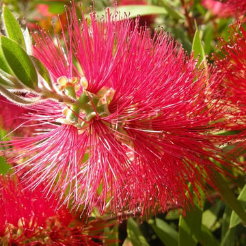 Non-gmo vibrant callistemon blume samen