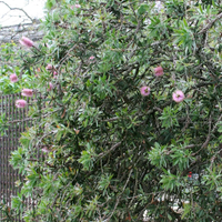 Non-gmo callistemon violaceus samen