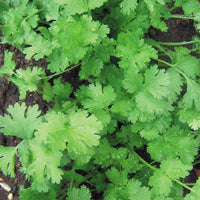 gentechnikfrei Calypso Cilantro Samen for outdoor Gartenarbeit