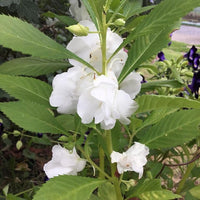 Non-gmo weiß camellia samen for gardening
