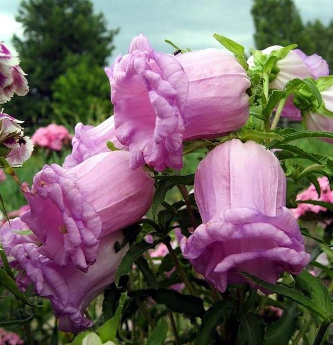 Non-gmo canterbury bells blume samen