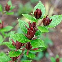 gentechnikfrei Carolina Allspice shrub Samen for shaded gardens