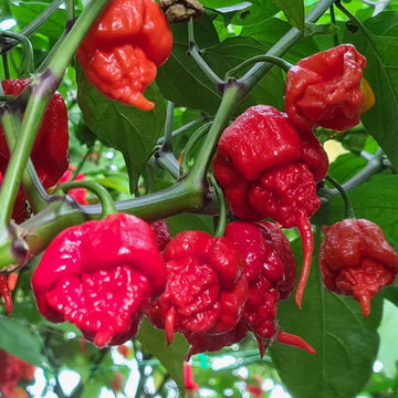 Non-gmo carolina reaper samen für aussaat