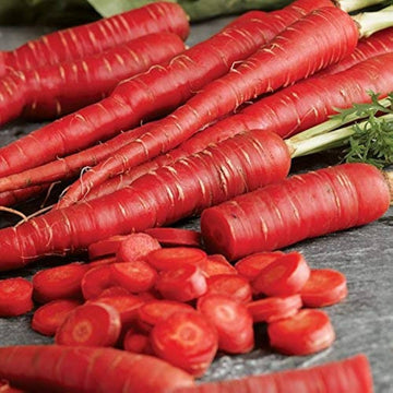 Non-gmo carrot samen für backyard aussaat